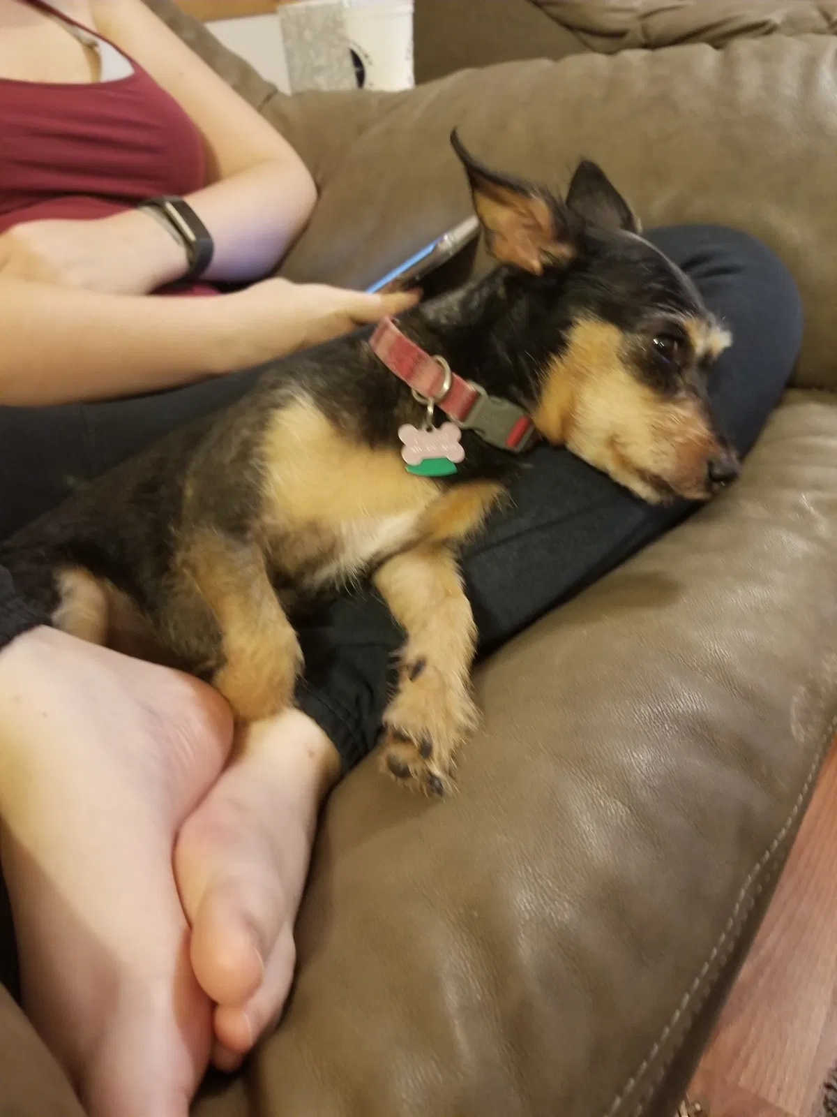 Lost dog in Austin, TX, 78734