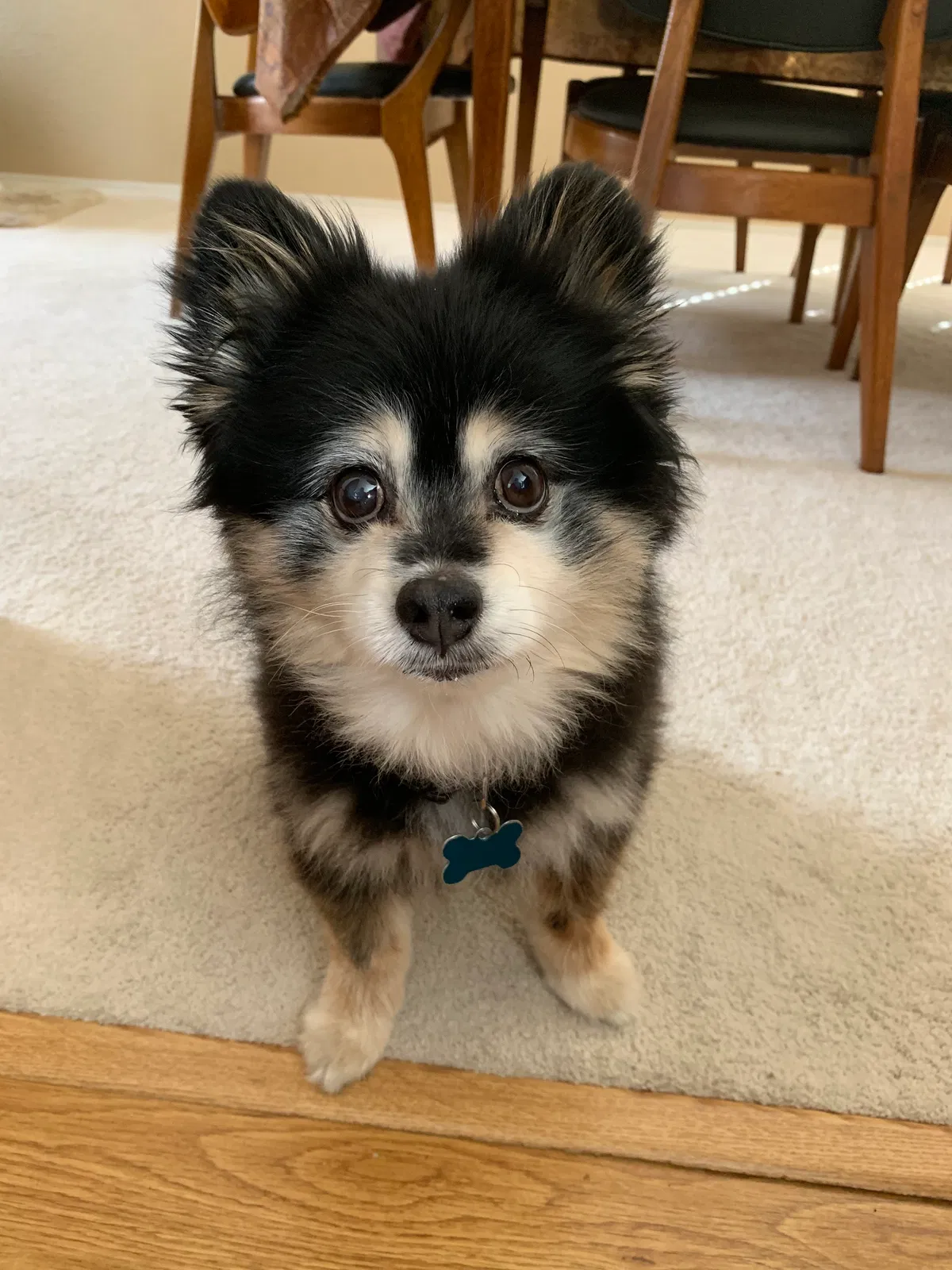 Lost dog in San Diego, CA, 92129