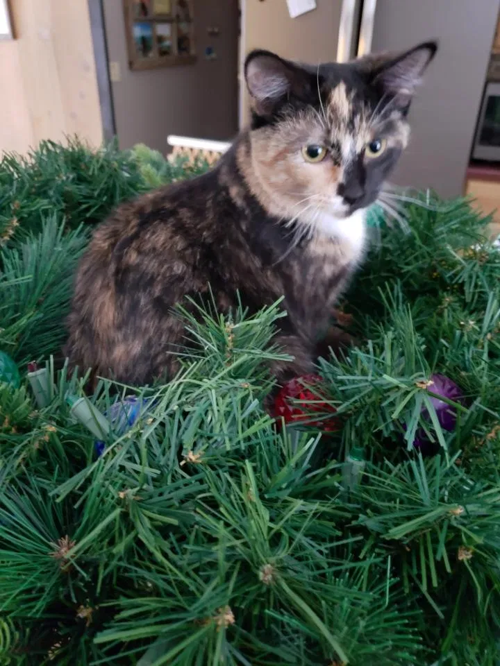 Lost cat in Hazelhurst, WI, 54531