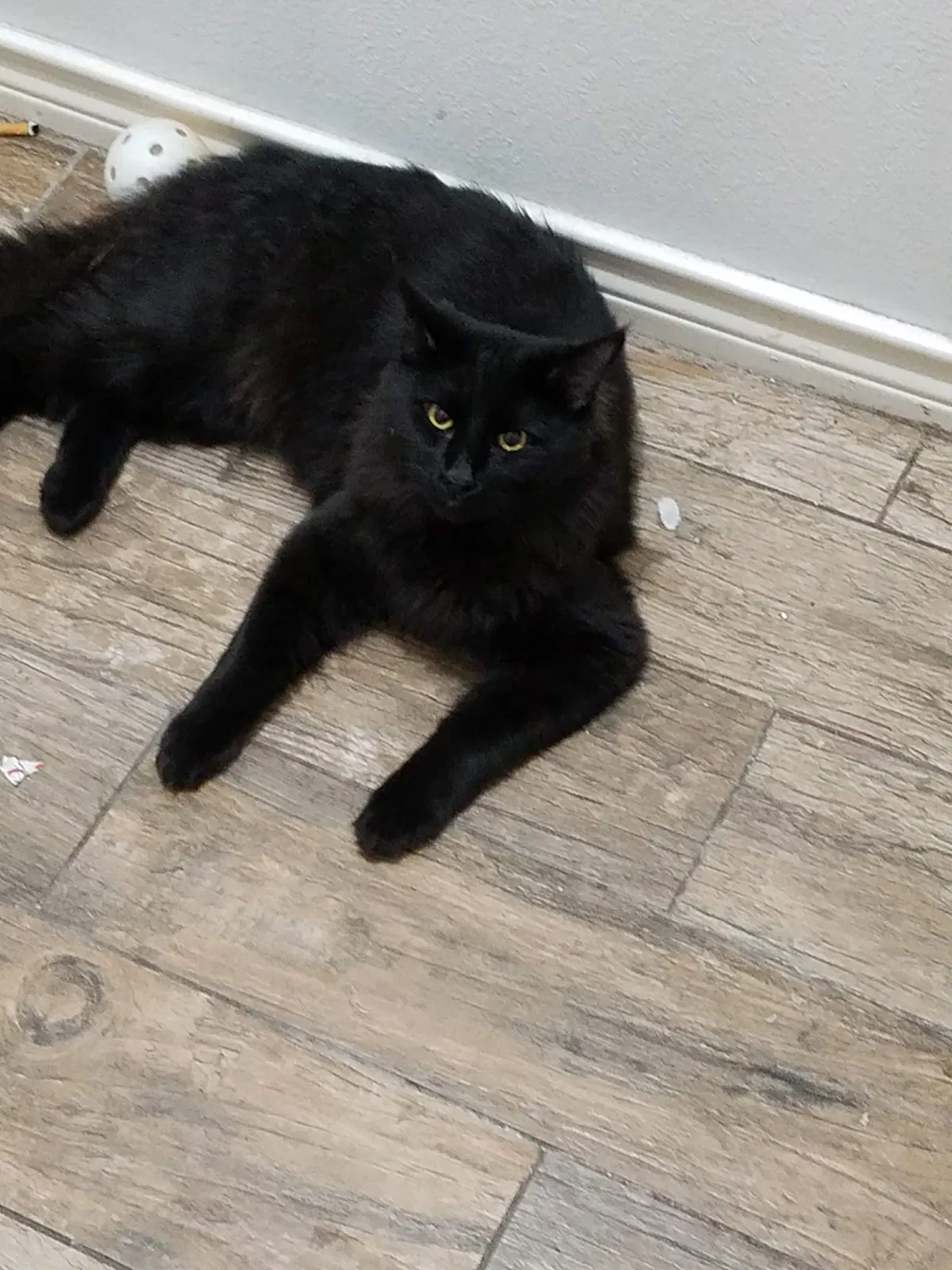 Lost cat in Odessa, TX, 79762