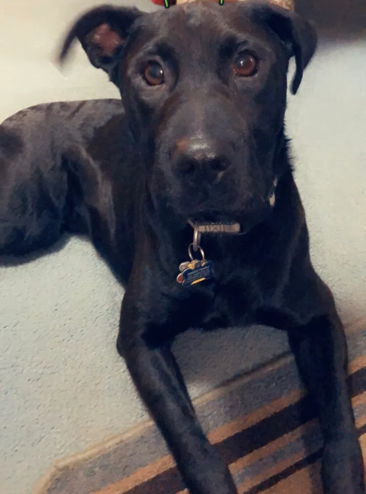 Lost dog in Maple City, MI, 49664