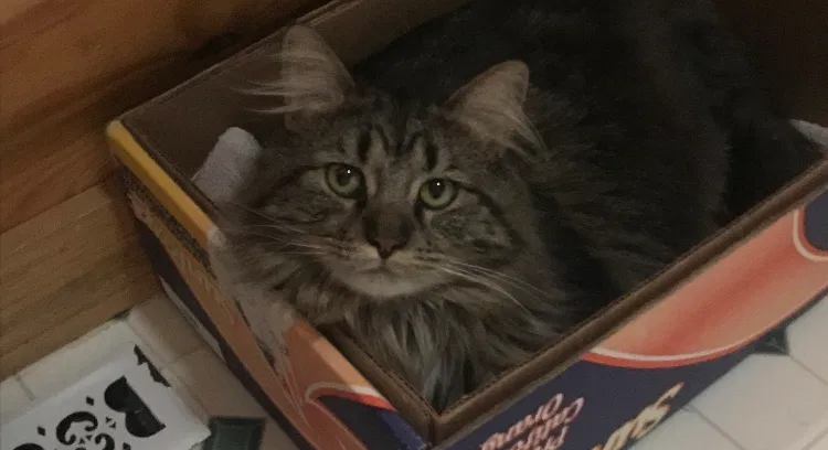 Lost cat in Somerset, WI, 54025