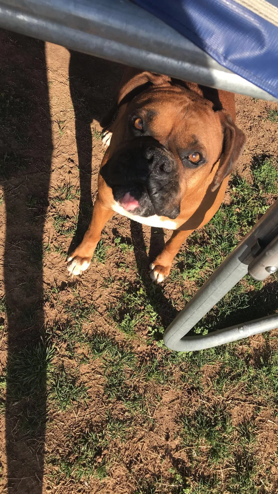 Lost dog in Edmond, OK, 73013
