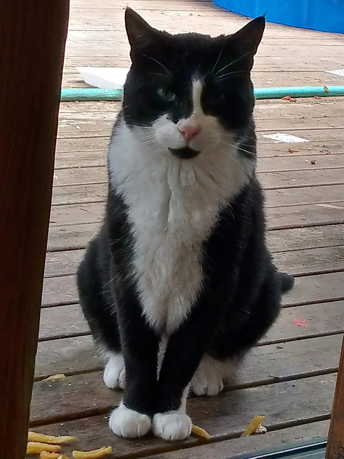Lost cat in Kirkland, WA, 98034