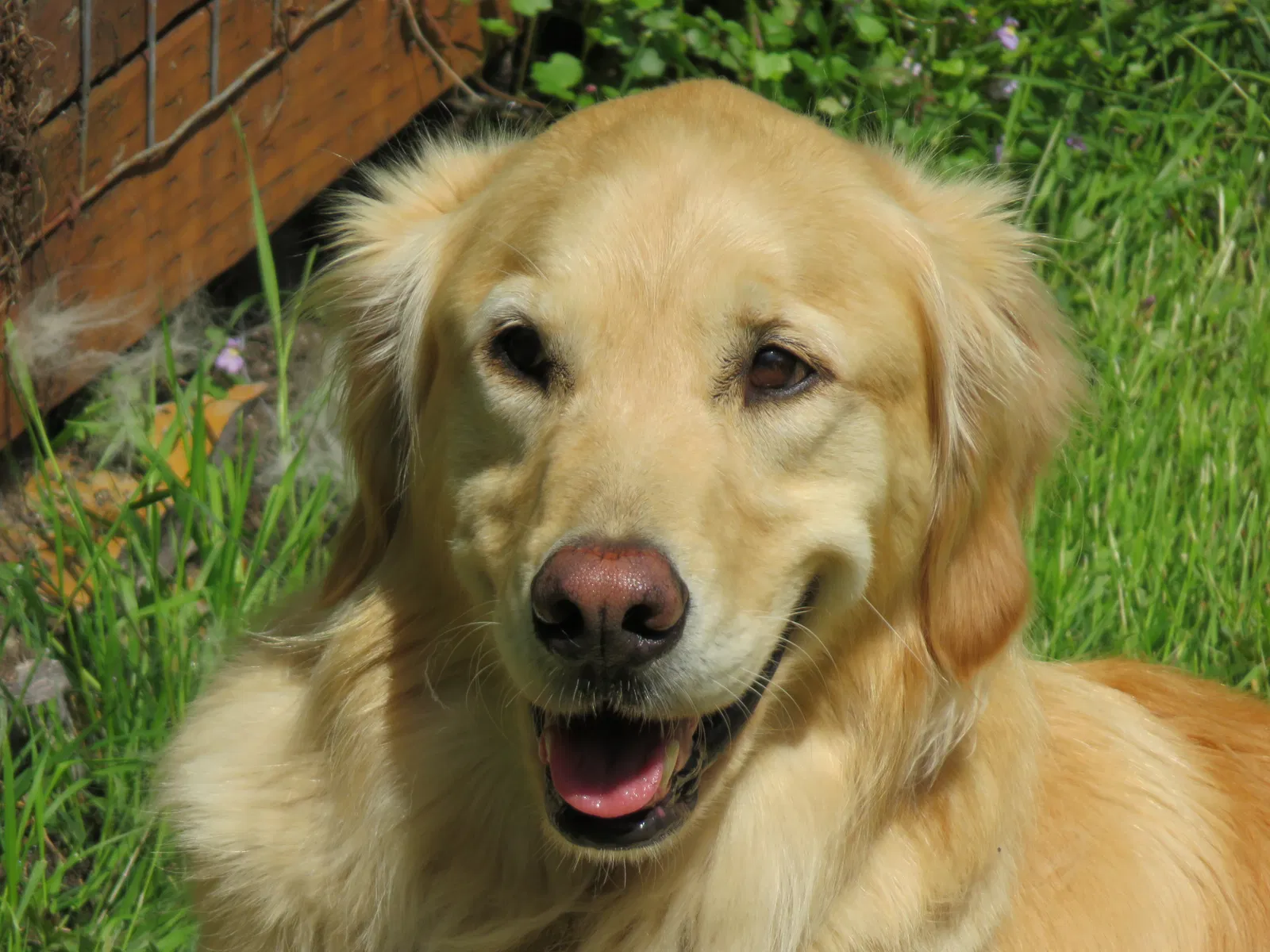 Lost dog in Sedro Woolley, WA, 98284