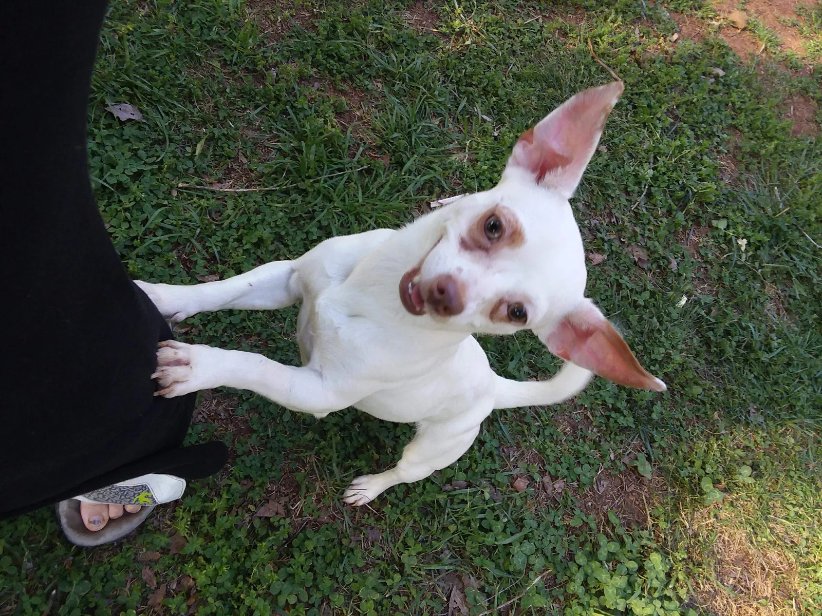 Lost dog in Rock Hill, SC, 29732