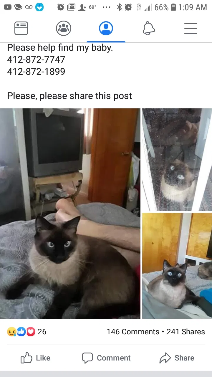 Lost cat in Duquesne, PA, 15110