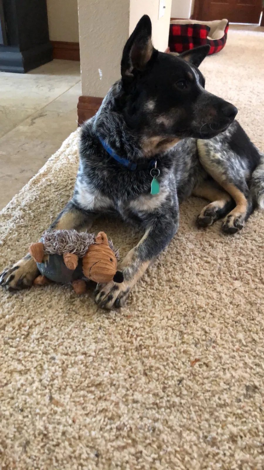 Lost dog in Egg Harbor, WI, 54209