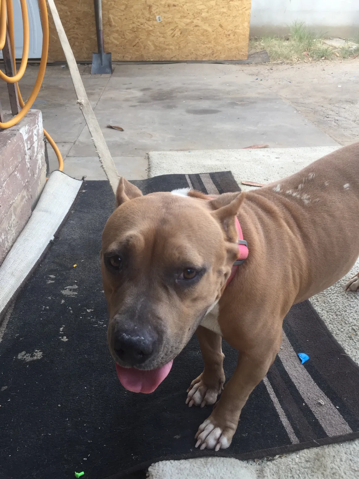 Lost dog in Laredo, TX, 78046