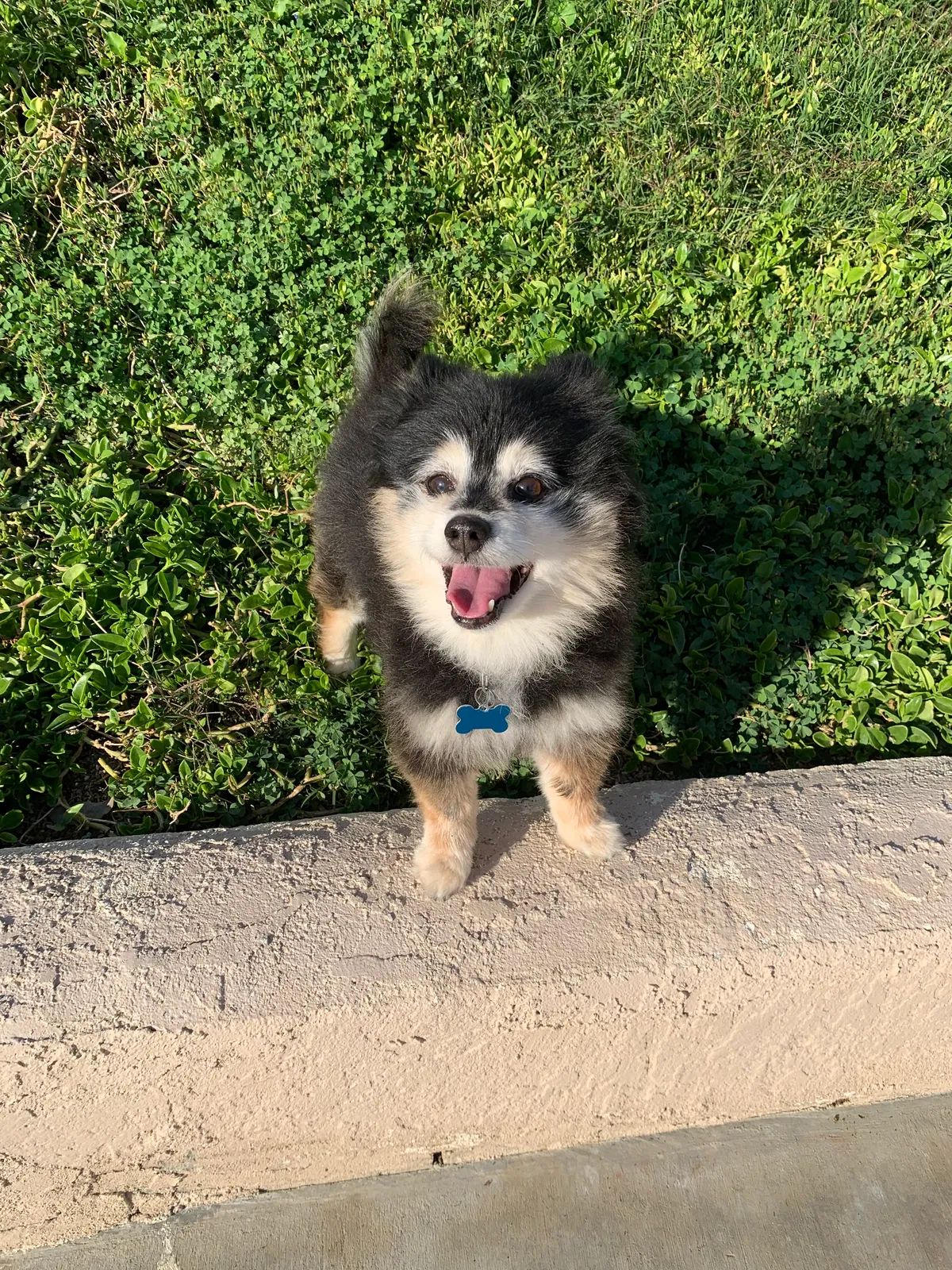 Lost dog in San Diego, CA, 92129