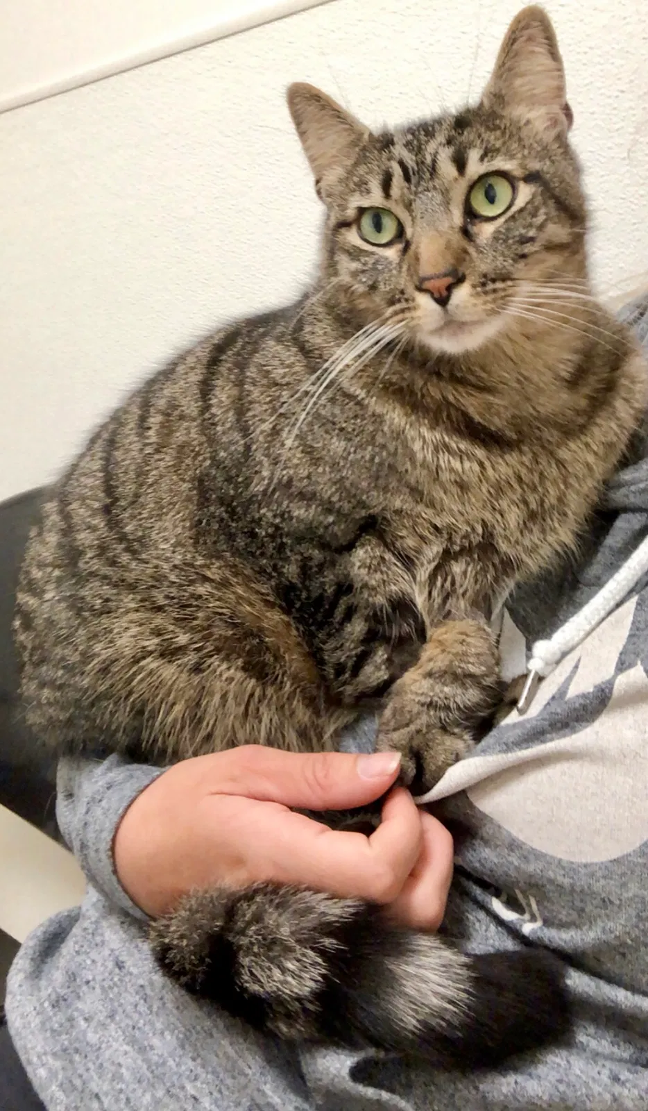 Lost cat in Bellevue, WA, 98008