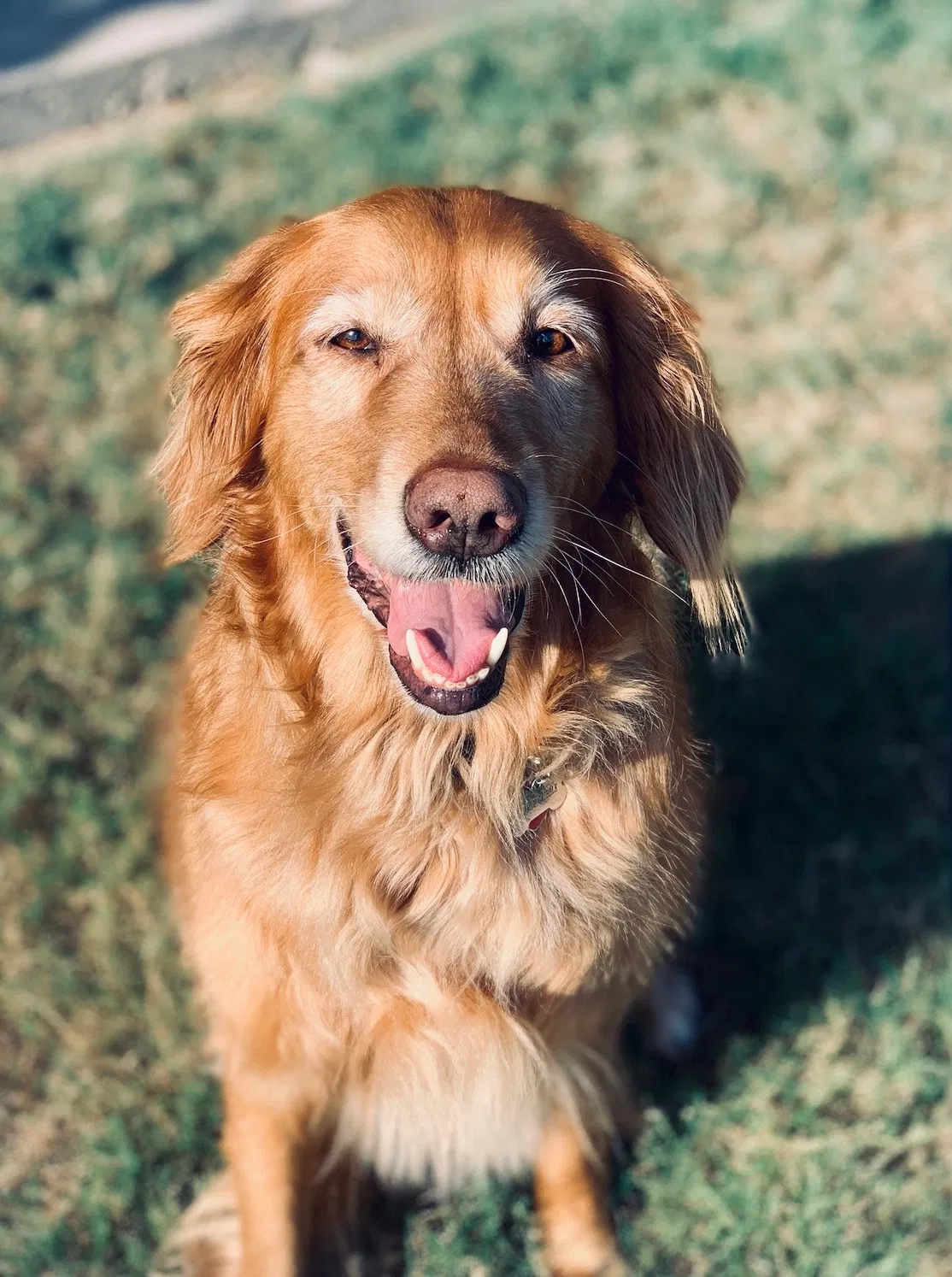 Lost dog in Brandon, MS, 39047
