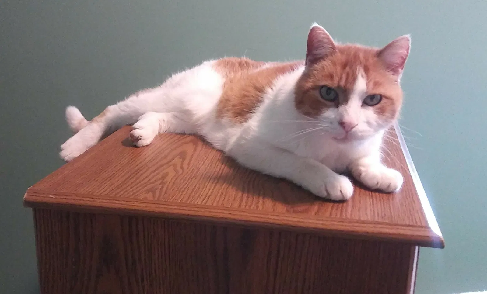 Lost cat in New Richmond, WI, 54017