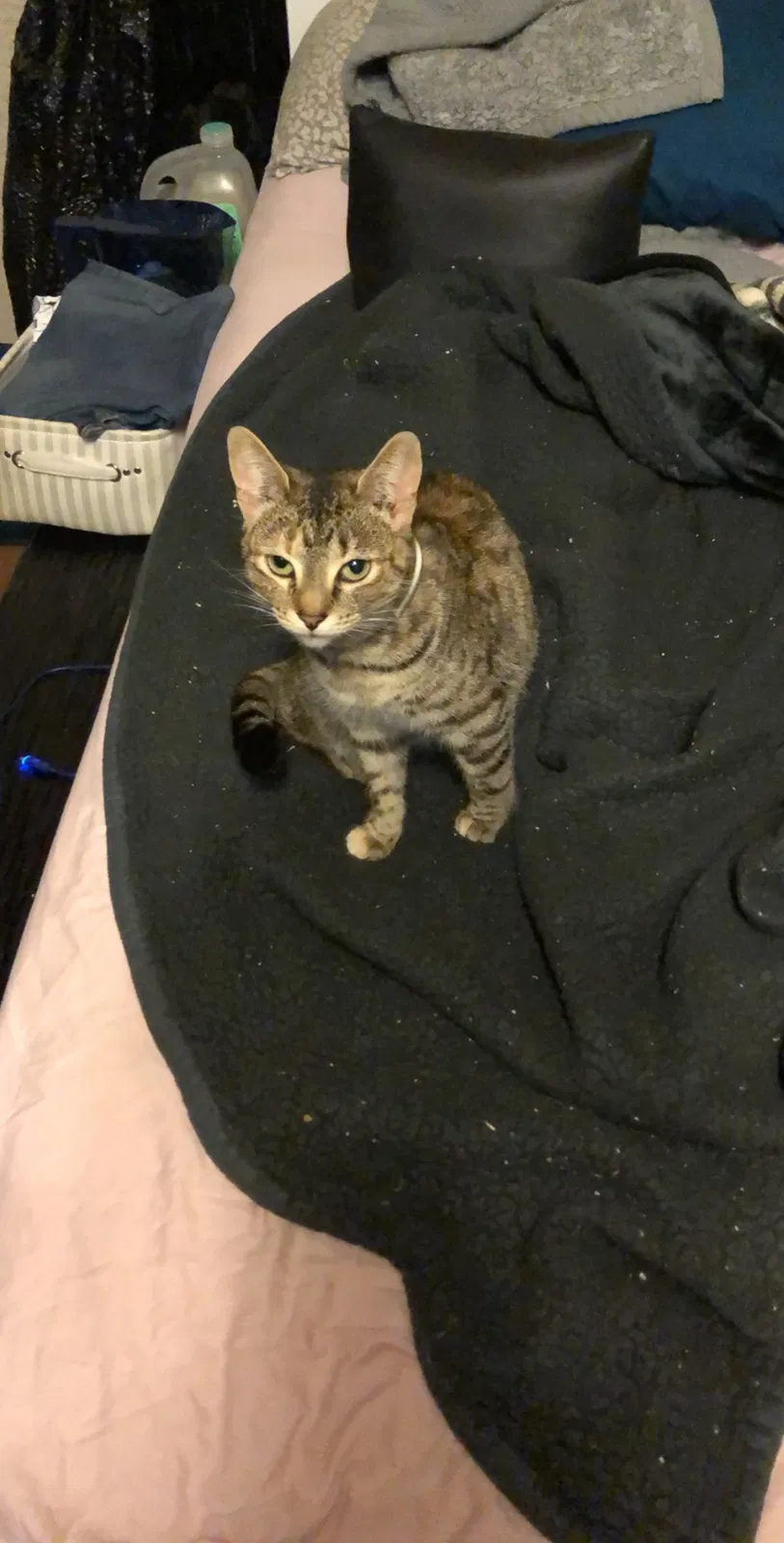 Lost cat in Bonita Springs, FL, 34135