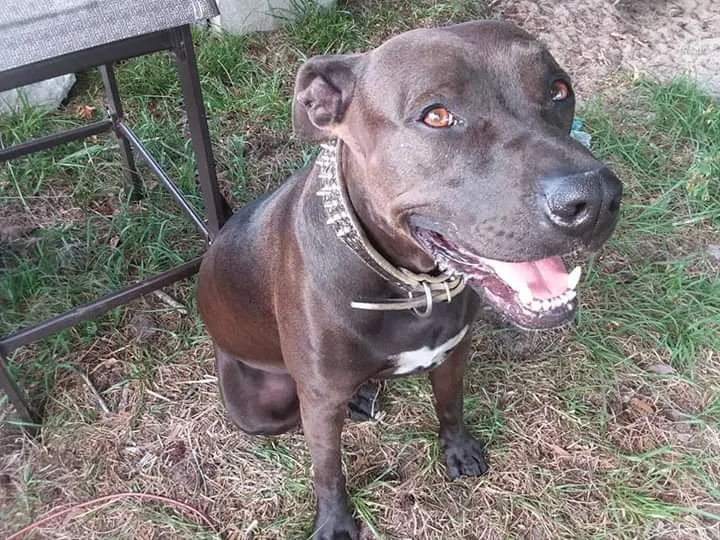 Lost dog in Okahumpka, FL, 34762