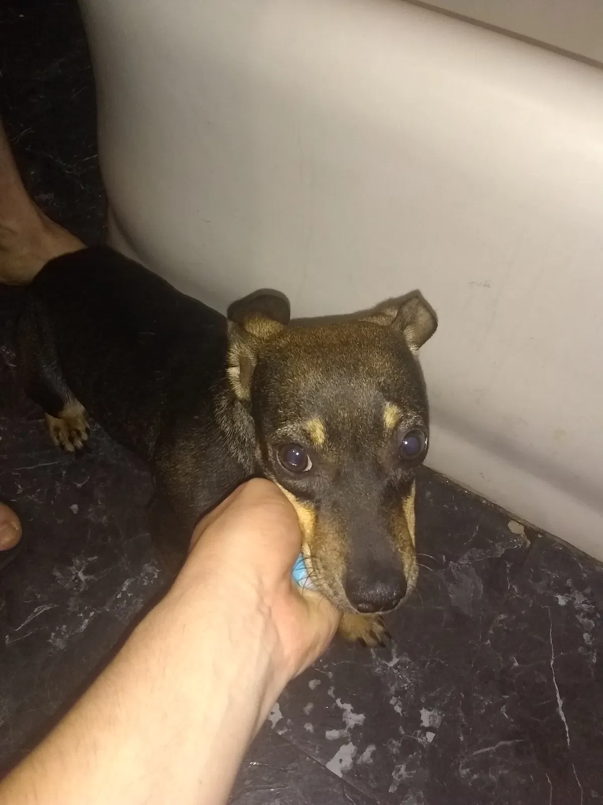Found dog in Clovis, NM, 88101