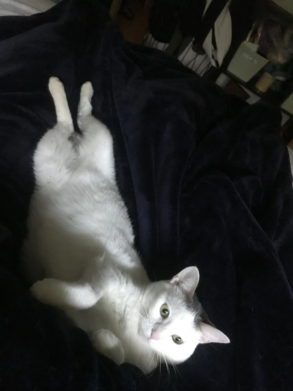 Lost cat in Monterey, CA, 93940