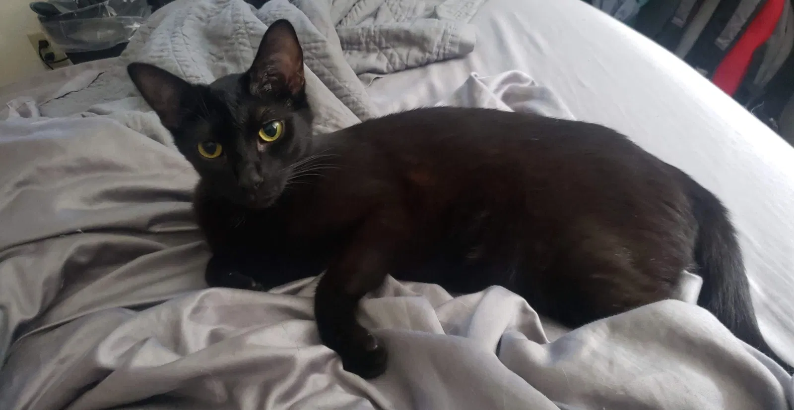 Lost cat in Mount Pleasant, MI, 48858