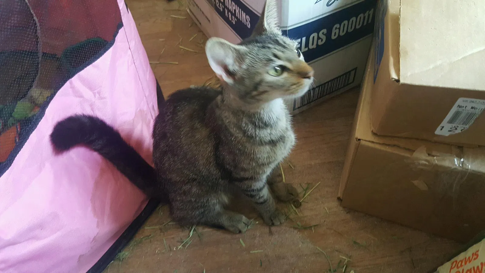 Found cat in Grantville, GA, 30220