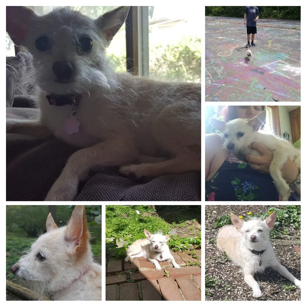 Lost dog in Easton, PA, 18045