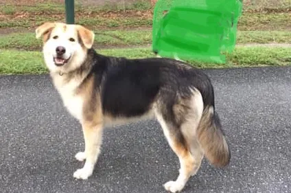 Lost dog in Anthony, FL, 32617