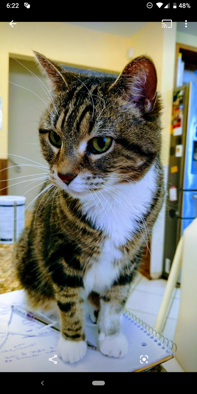 Lost cat in Skokie, IL, 60076
