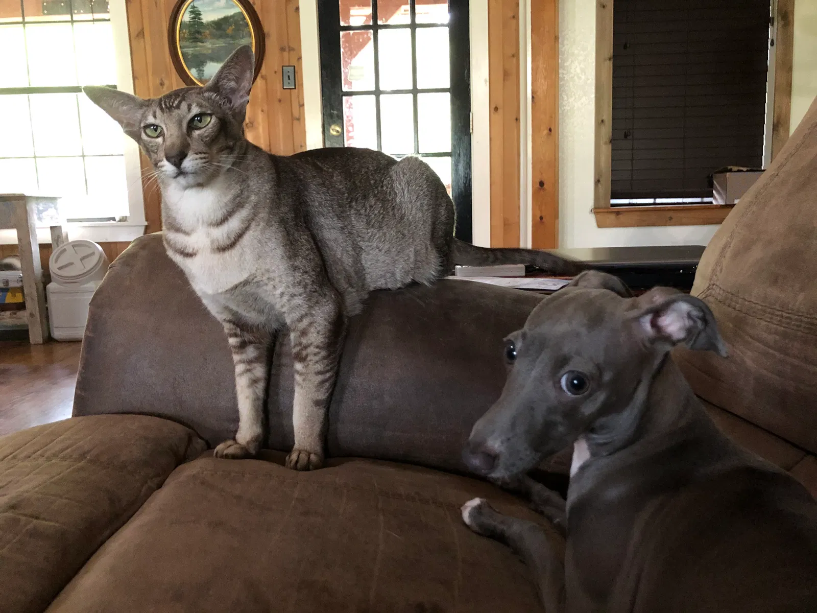 Lost cat in Spring Branch, TX, 78070