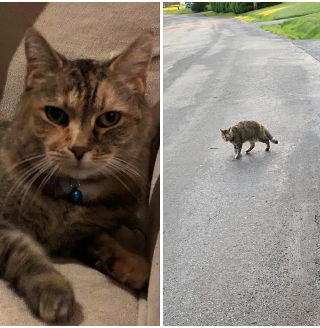 Lost cat in Baldwinsville, NY, 13027