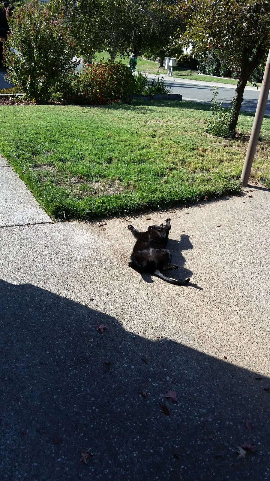 Lost cat in Orangevale, CA, 95662