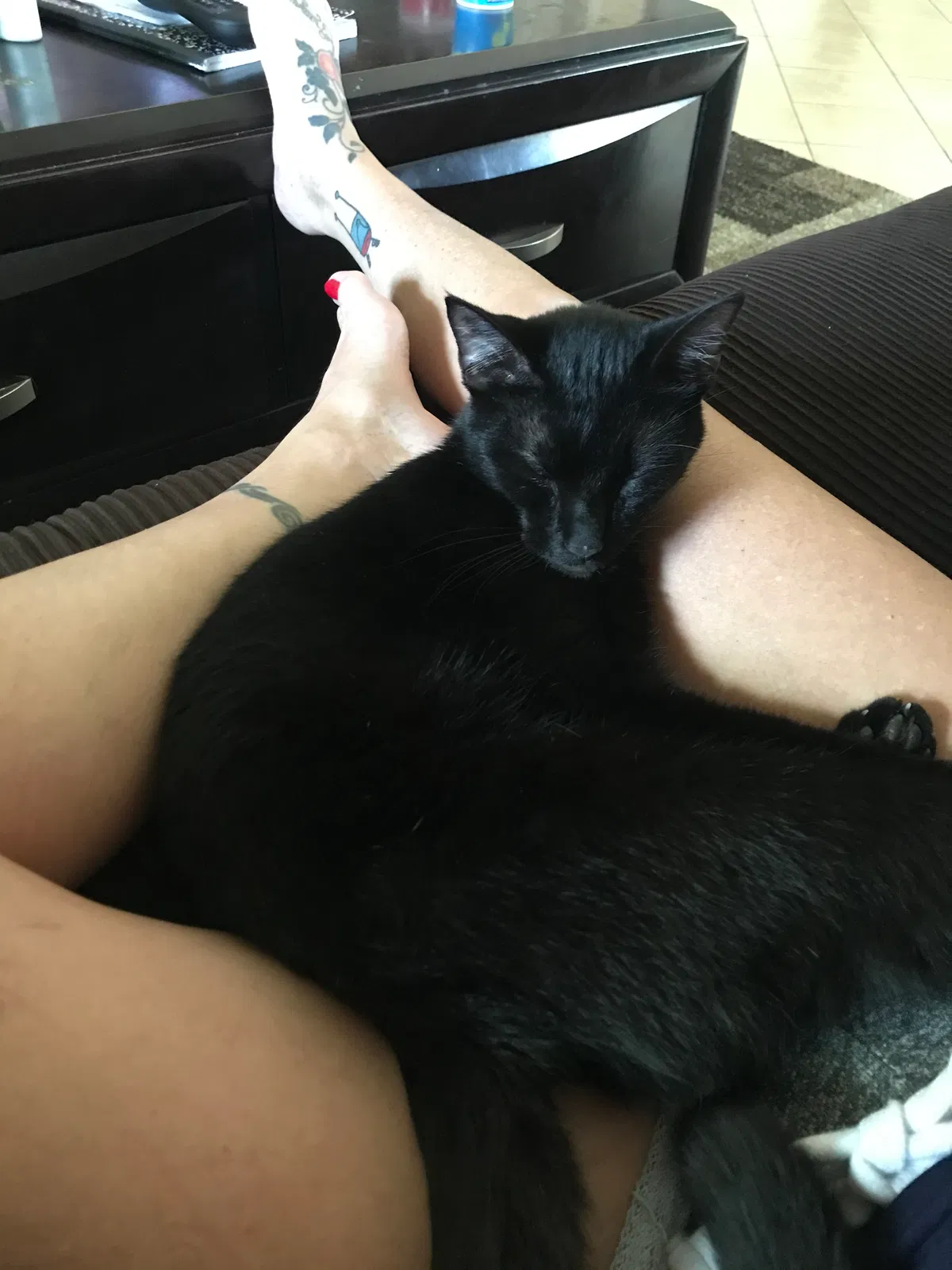 Lost cat in Bonita Springs, FL, 34135