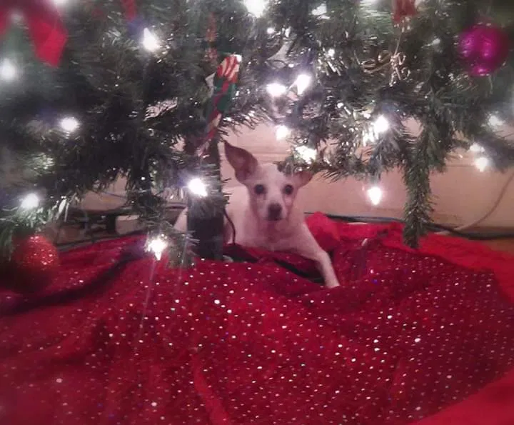 Lost dog in Bossier City, LA, 71111