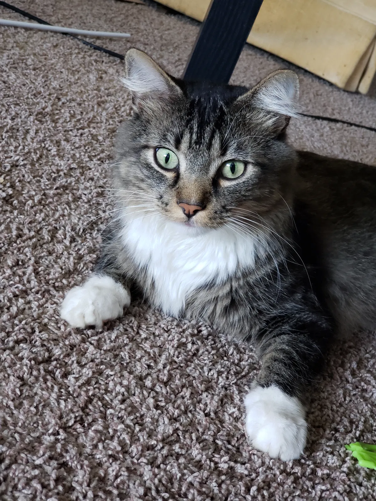 Lost cat in Palatine, IL, 60067