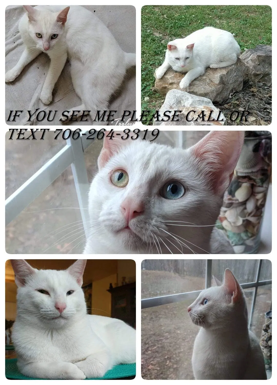 Lost cat in Chatsworth, GA, 30705