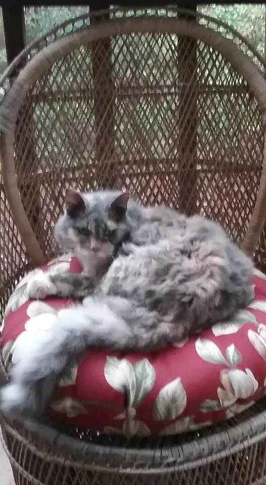 Lost cat in Harrison, TN, 37341