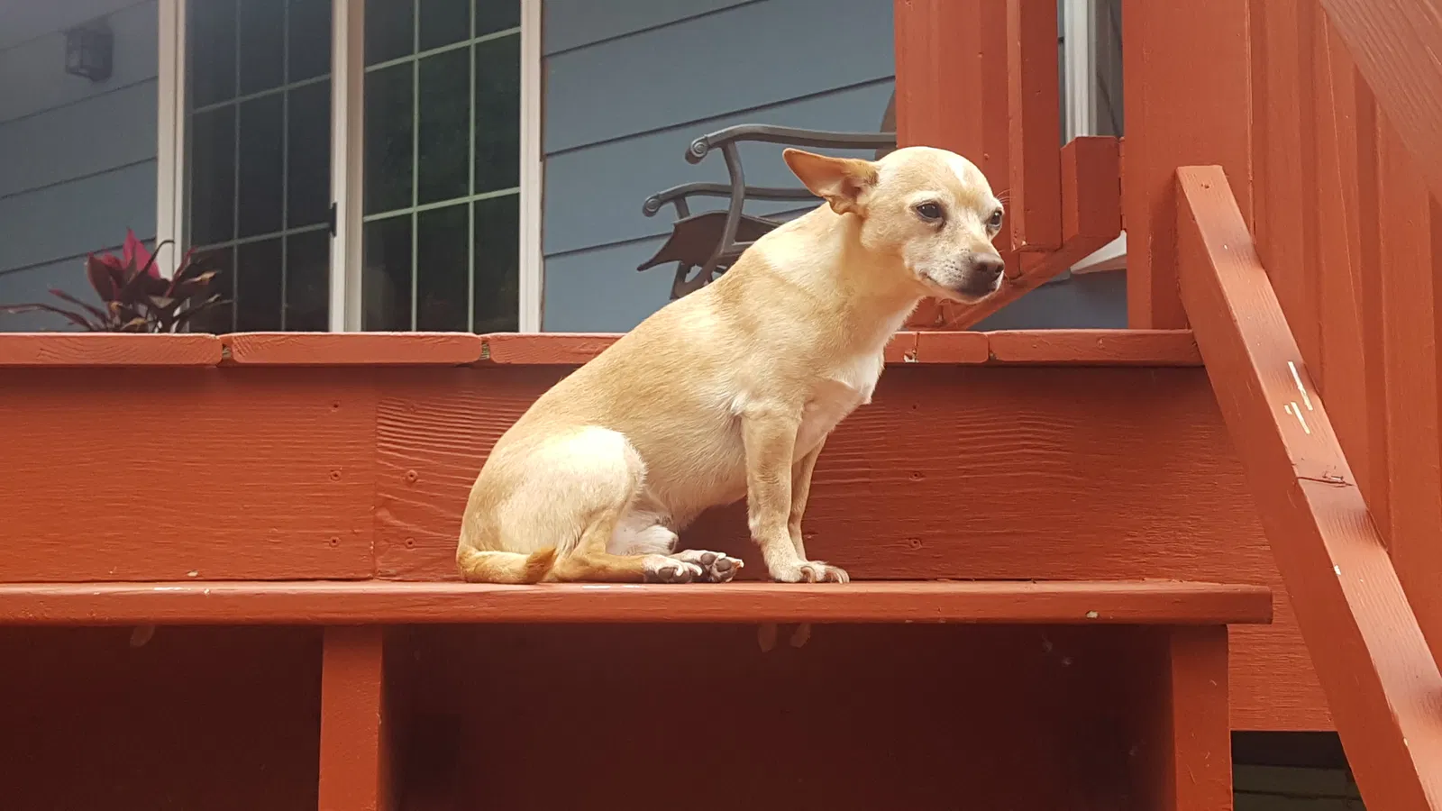 Lost dog in Minneapolis, MN, 55428