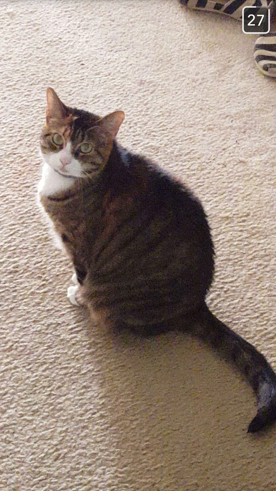 Lost cat in Randleman, NC, 27317