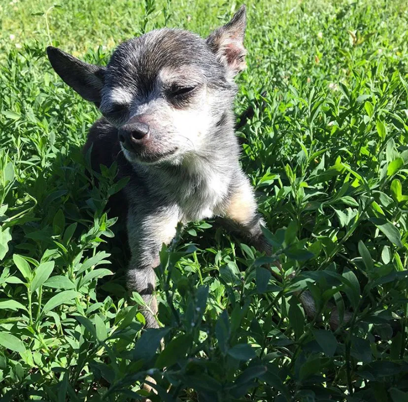 Lost dog in Bowling Green, KY, 42101