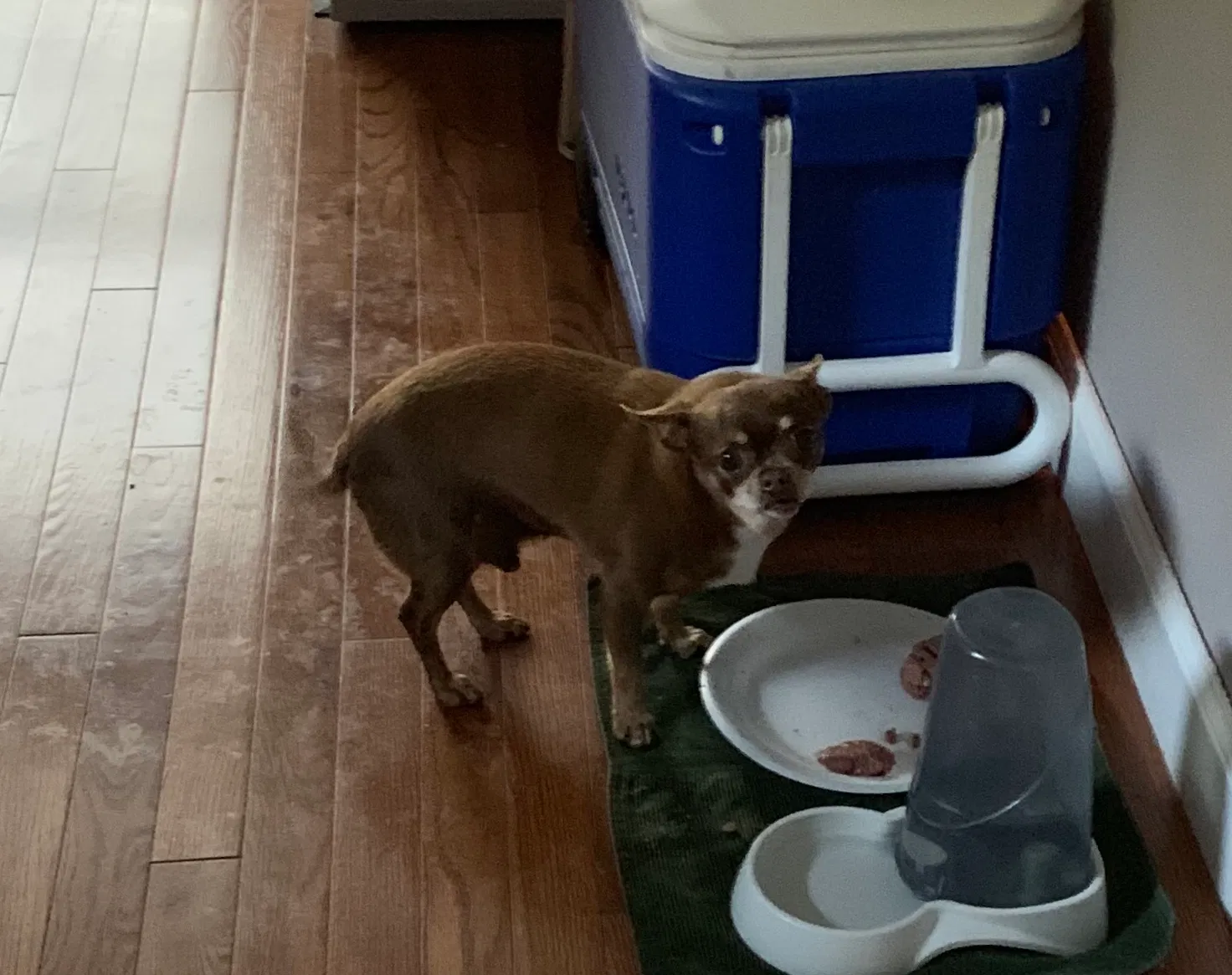 Lost dog in Odenville, AL, 35120