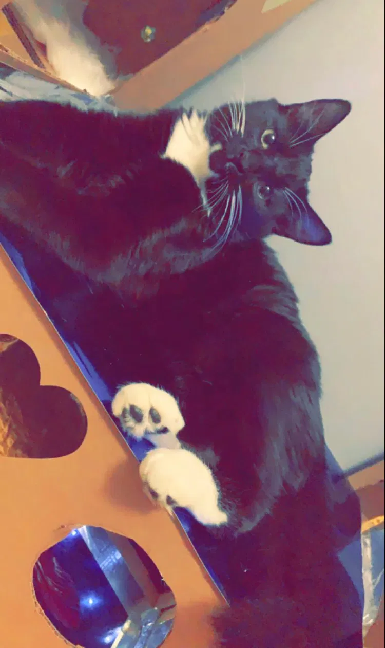 Lost cat in Addison, IL, 60101