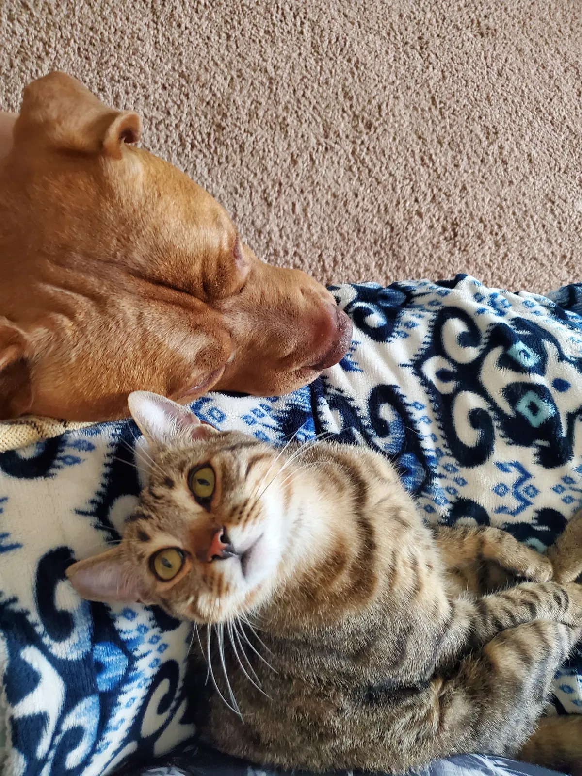 Lost cat in Vacaville, CA, 95687