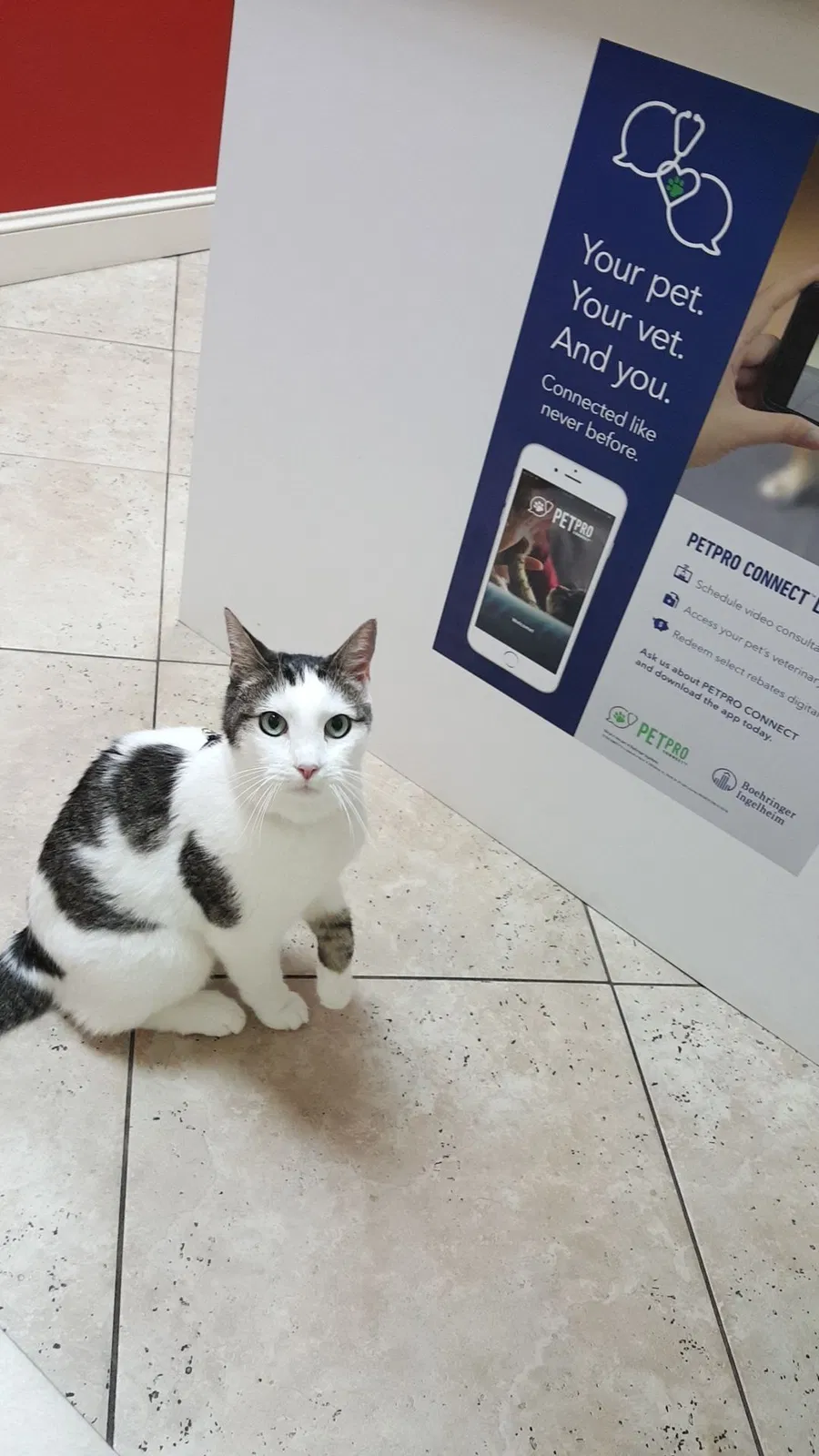 Lost cat in Buford, GA, 30519