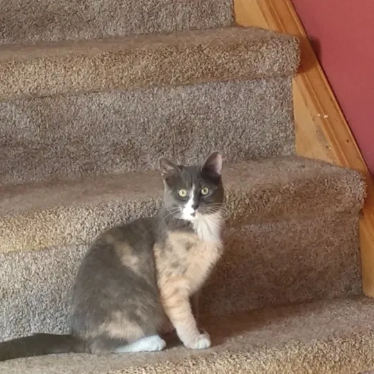 Lost cat in Dansville, NY, 14437