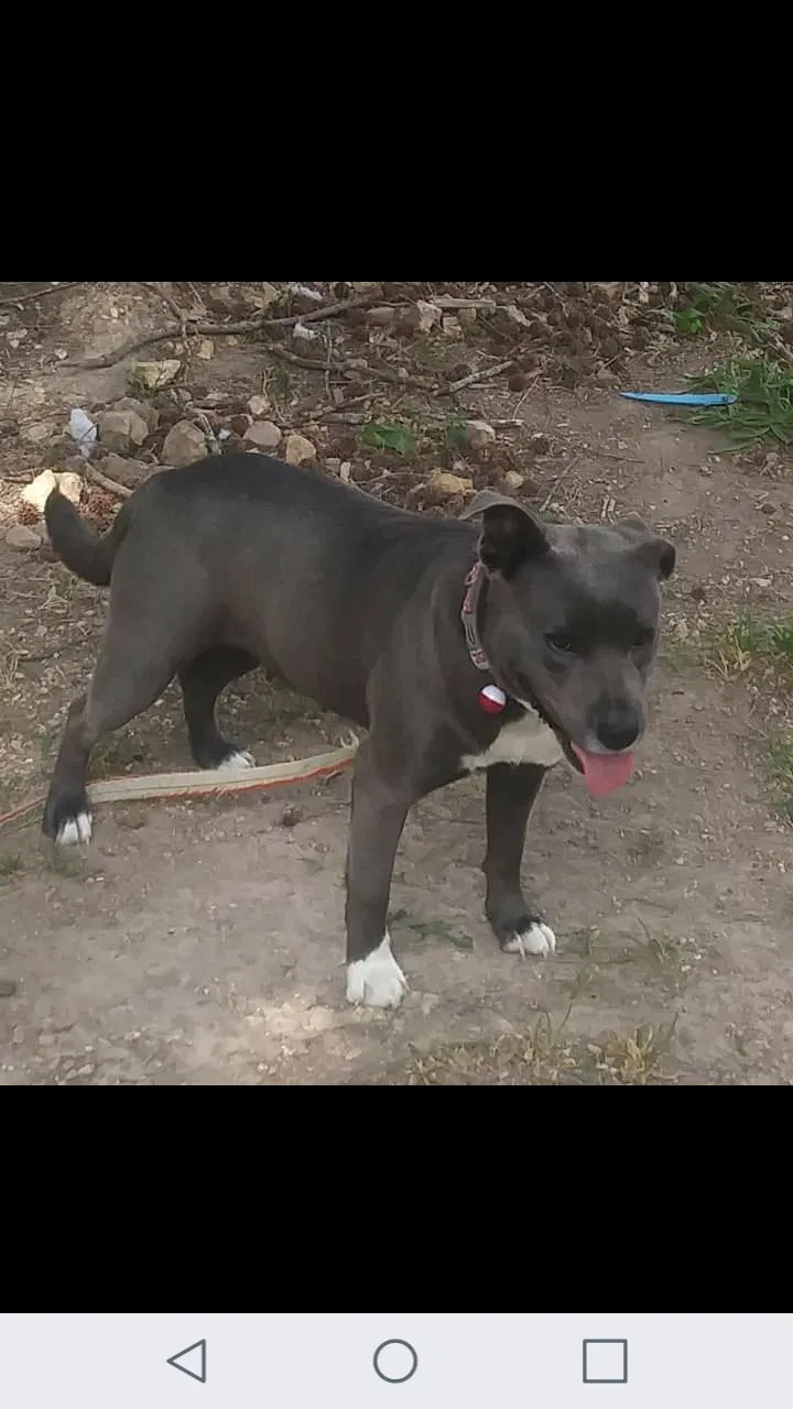 Lost dog in Chickamauga, GA, 30707