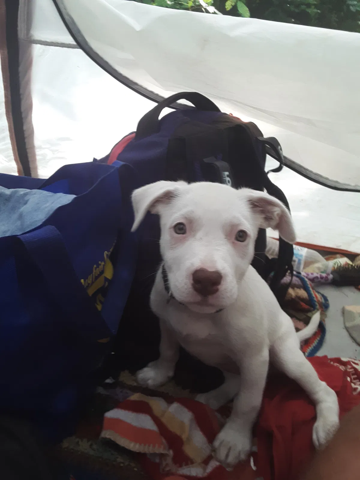 Lost dog in Columbus, OH, 43215