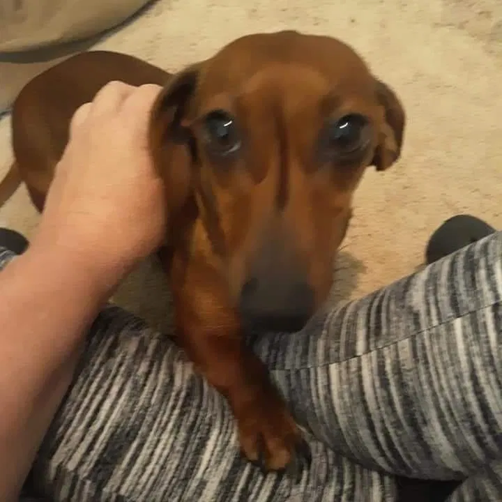 Lost dog in Siloam Springs, AR, 72761