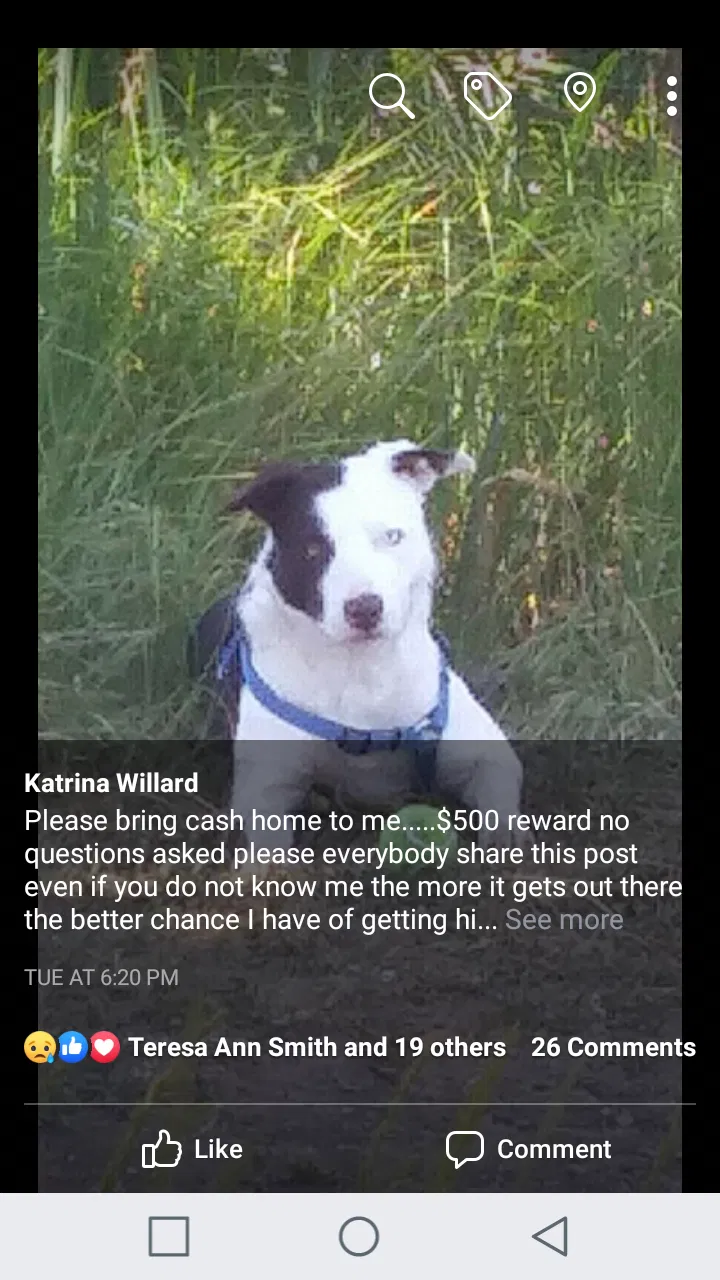 Lost dog in Kittitas, WA, 98934