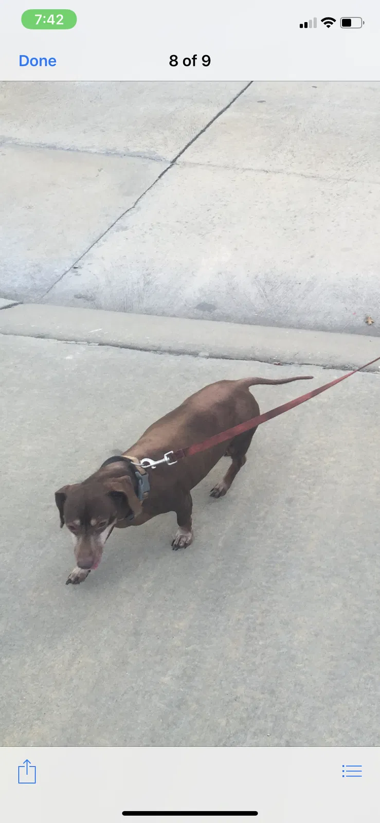 Lost dog in Gretna, LA, 70056