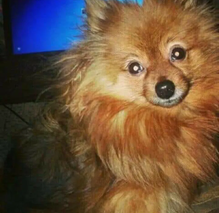 Lost dog in Ripley, TN, 38063