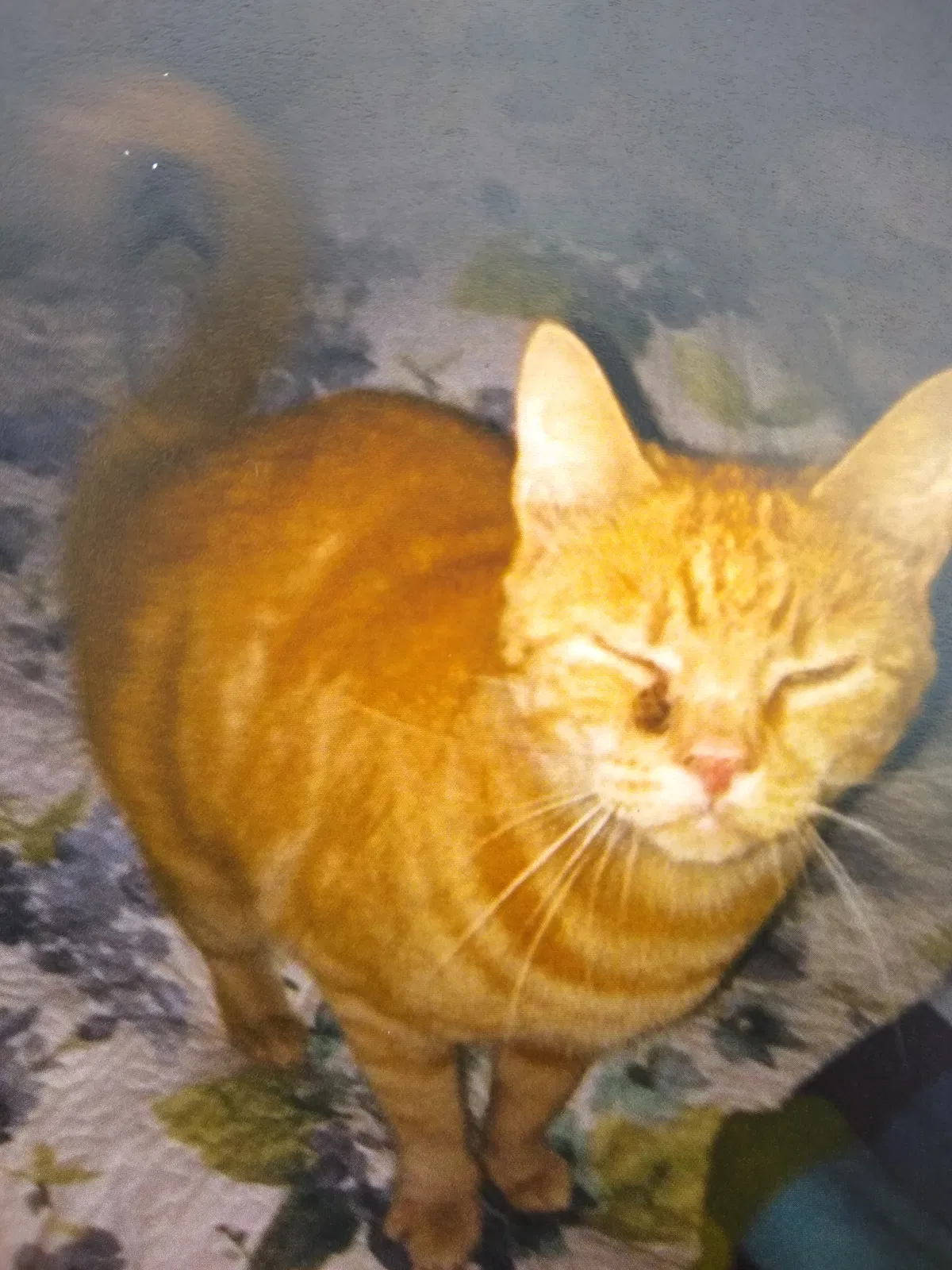Lost cat in Salem, OR, 97305