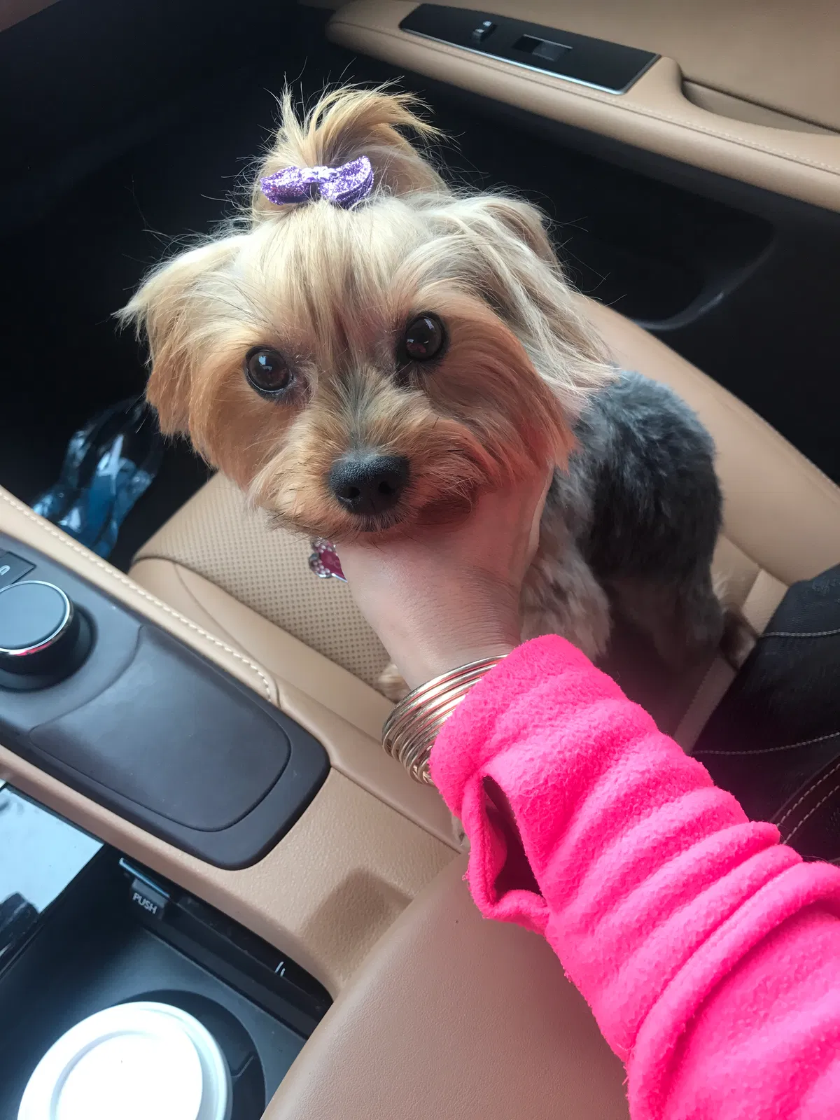 Lost dog in Ocala, FL, 34470